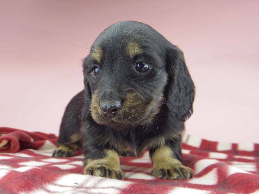 ミニチュア ダックスフンド ララcs & デンゼルAUST.CHの子犬 ブラタン 男の子(3)_IGP0753 ミニチュア ダックスフンド ララcs & デンゼルAUST.CHの子犬 ブラタン 男の子(3)
