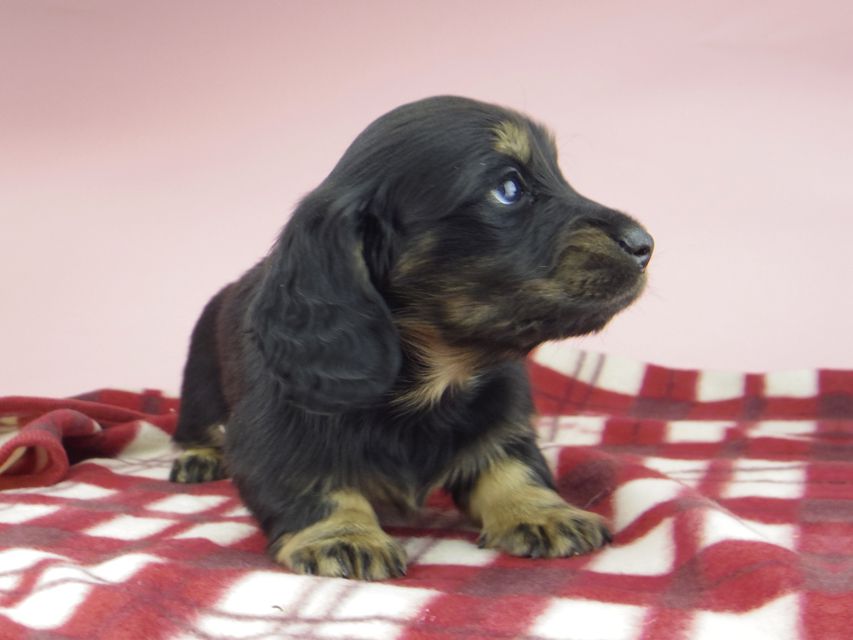 ミニチュア ダックスフンド ララcs & デンゼルAUST.CHの子犬 ブラタン 男の子(3)_IGP0755 ミニチュア ダックスフンド ララcs & デンゼルAUST.CHの子犬 ブラタン 男の子(3)