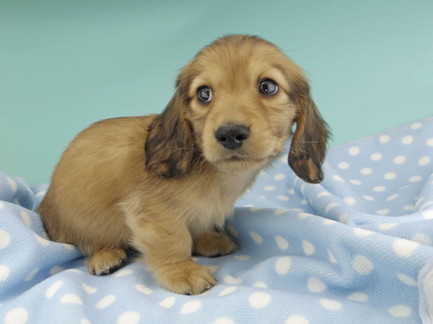 カニンヘンダックスフンド わかば & 竹千代の子犬 レッド 男の子_IGP0756 カニンヘンダックスフンド わかば & 竹千代の子犬 レッド 男の子