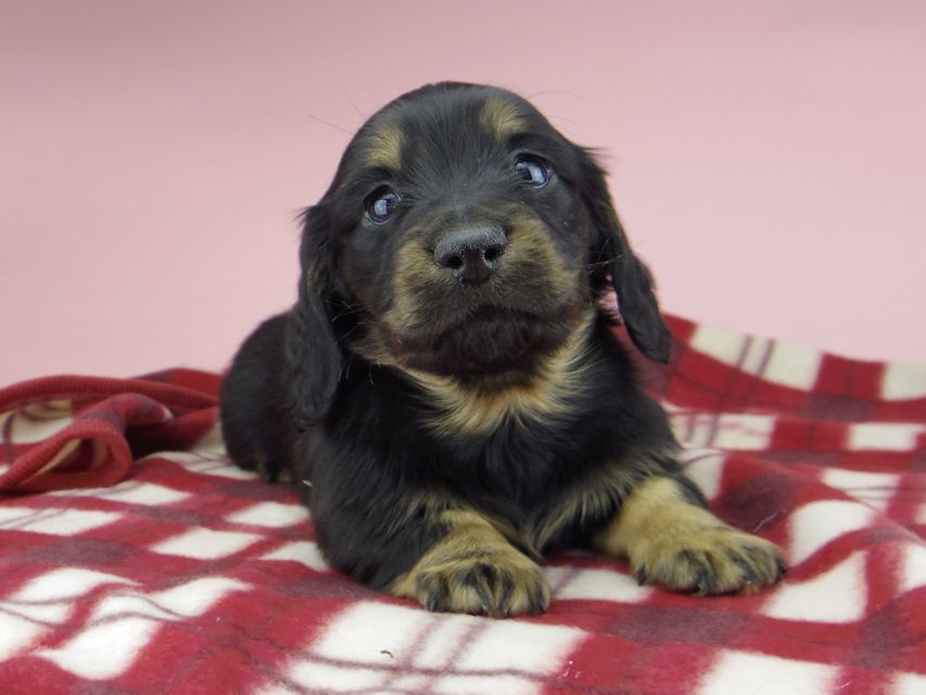 ミニチュア ダックスフンド ララcs & デンゼルAUST.CHの子犬 ブラタン 男の子(3)_IGP0757 ミニチュア ダックスフンド ララcs & デンゼルAUST.CHの子犬 ブラタン 男の子(3)