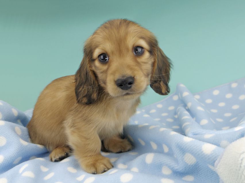 カニンヘンダックスフンド わかば & 竹千代の子犬 レッド 男の子_IGP0758 カニンヘンダックスフンド わかば & 竹千代の子犬 レッド 男の子