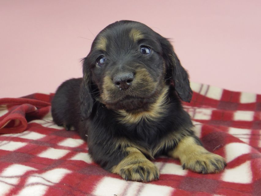 ミニチュア ダックスフンド ララcs & デンゼルAUST.CHの子犬 ブラタン 男の子(3)_IGP0758 ミニチュア ダックスフンド ララcs & デンゼルAUST.CHの子犬 ブラタン 男の子(3)