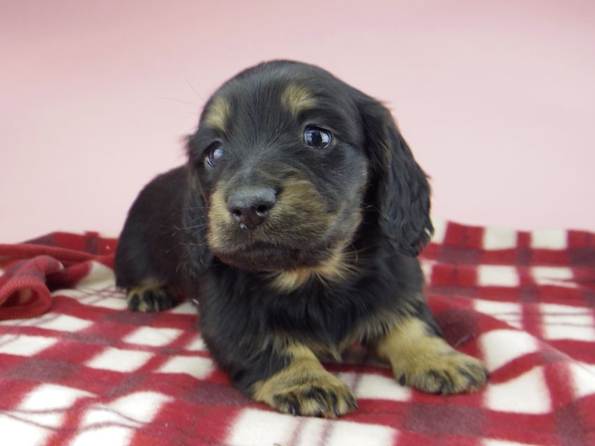 ミニチュア ダックスフンド ララcs & デンゼルAUST.CHの子犬 ブラタン 男の子(3)_IGP0759 ミニチュア ダックスフンド ララcs & デンゼルAUST.CHの子犬 ブラタン 男の子(3)