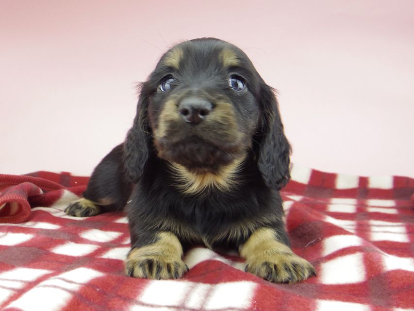 ミニチュア ダックスフンド ララcs & デンゼルAUST.CHの子犬 ブラタン 男の子(3)_IGP0762 ミニチュア ダックスフンド ララcs & デンゼルAUST.CHの子犬 ブラタン 男の子(3)