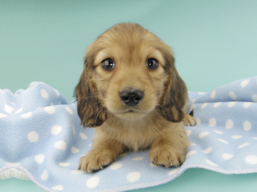 カニンヘンダックスフンド わかば & 竹千代の子犬 レッド 男の子_IGP0763 カニンヘンダックスフンド わかば & 竹千代の子犬 レッド 男の子