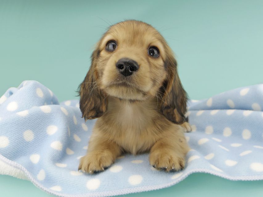 カニンヘンダックスフンド わかば & 竹千代の子犬 レッド 男の子_IGP0764 カニンヘンダックスフンド わかば & 竹千代の子犬 レッド 男の子