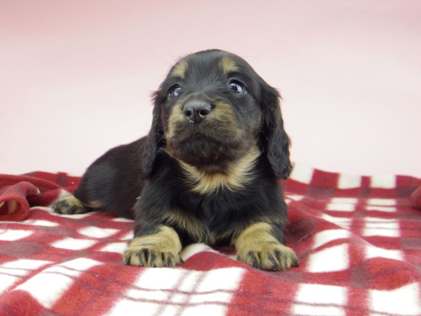 ミニチュア ダックスフンド ララcs & デンゼルAUST.CHの子犬 ブラタン 男の子(3)_IGP0765 ミニチュア ダックスフンド ララcs & デンゼルAUST.CHの子犬 ブラタン 男の子(3)