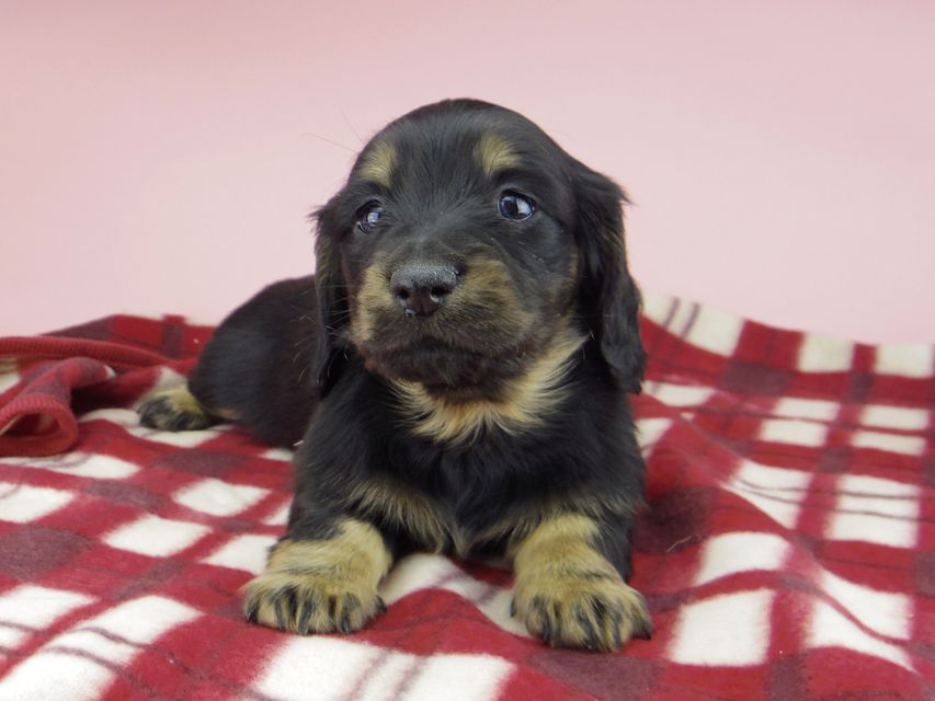 ミニチュア ダックスフンド ララcs & デンゼルAUST.CHの子犬 ブラタン 男の子(3)_IGP0766 ミニチュア ダックスフンド ララcs & デンゼルAUST.CHの子犬 ブラタン 男の子(3)