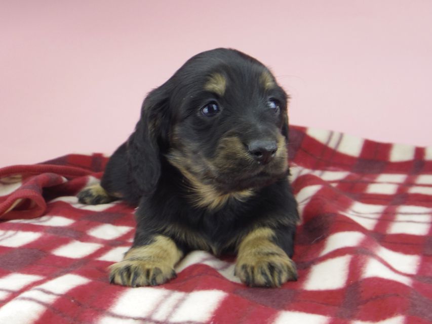 ミニチュア ダックスフンド ララcs & デンゼルAUST.CHの子犬 ブラタン 男の子(3)_IGP0767 ミニチュア ダックスフンド ララcs & デンゼルAUST.CHの子犬 ブラタン 男の子(3)