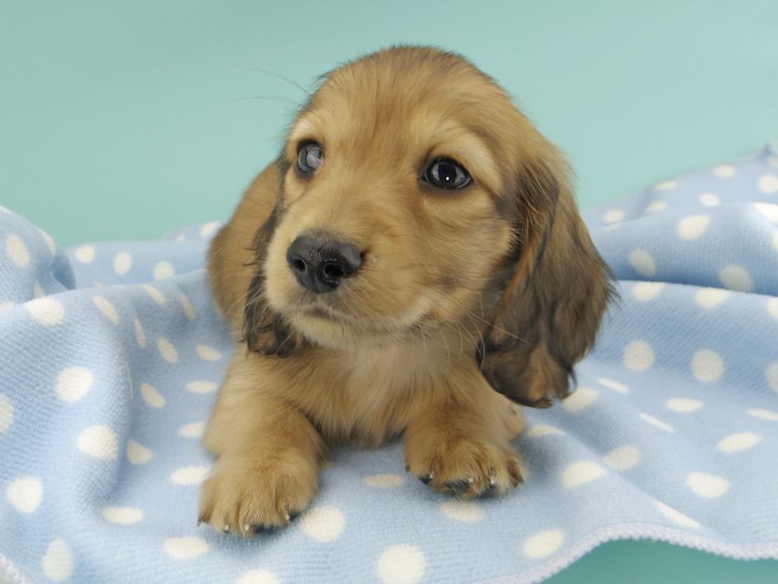 カニンヘンダックスフンド わかば & 竹千代の子犬 レッド 男の子_IGP0768 カニンヘンダックスフンド わかば & 竹千代の子犬 レッド 男の子