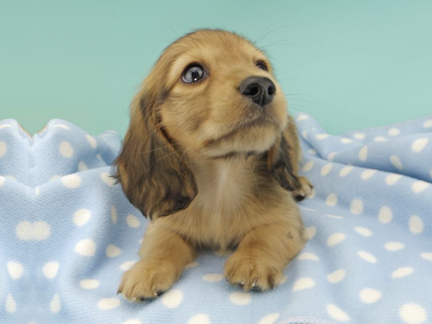 カニンヘンダックスフンド わかば & 竹千代の子犬 レッド 男の子_IGP0771 カニンヘンダックスフンド わかば & 竹千代の子犬 レッド 男の子