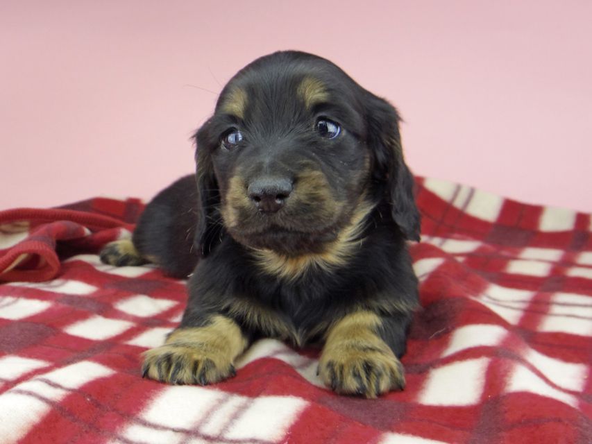 ミニチュア ダックスフンド ララcs & デンゼルAUST.CHの子犬 ブラタン 男の子(3)_IGP0771 ミニチュア ダックスフンド ララcs & デンゼルAUST.CHの子犬 ブラタン 男の子(3)