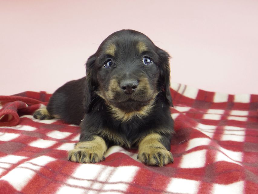 ミニチュア ダックスフンド ララcs & デンゼルAUST.CHの子犬 ブラタン 男の子(3)_IGP0772 ミニチュア ダックスフンド ララcs & デンゼルAUST.CHの子犬 ブラタン 男の子(3)