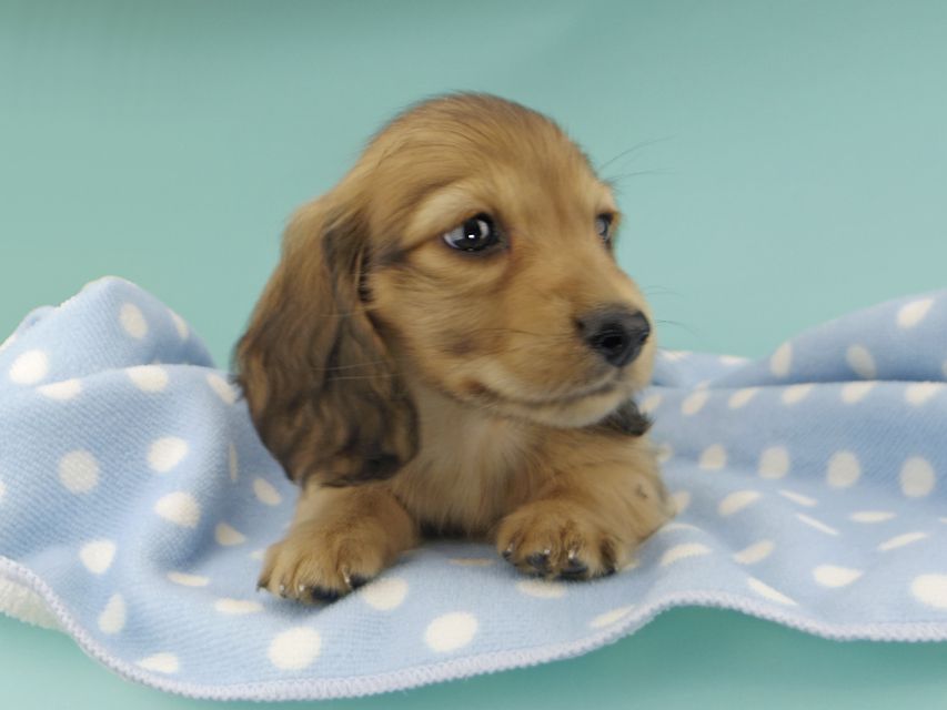 カニンヘンダックスフンド わかば & 竹千代の子犬 レッド 男の子_IGP0773 カニンヘンダックスフンド わかば & 竹千代の子犬 レッド 男の子