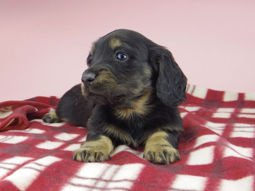 ミニチュア ダックスフンド ララcs & デンゼルAUST.CHの子犬 ブラタン 男の子(3)_IGP0774 ミニチュア ダックスフンド ララcs & デンゼルAUST.CHの子犬 ブラタン 男の子(3)