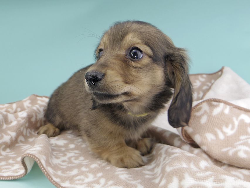カニンヘンダックスフンド わかば & 竹千代の子犬 イエロー（クリーム） 男の子（1）