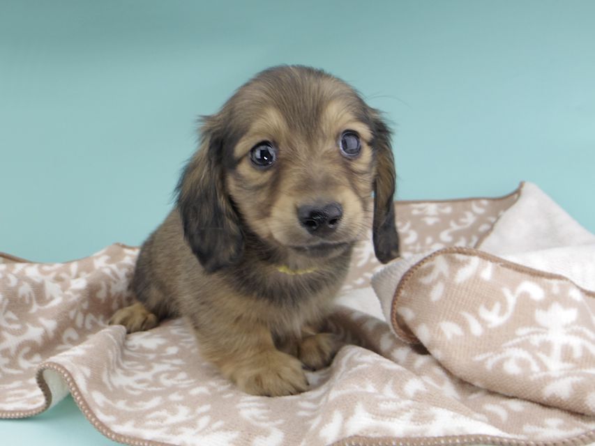 カニンヘンダックスフンド わかば & 竹千代の子犬 イエロー（クリーム） 男の子（1）