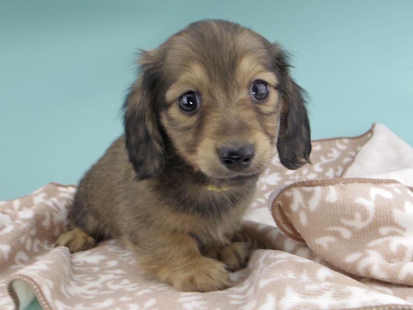 カニンヘンダックスフンド わかば & 竹千代の子犬 イエロー（クリーム） 男の子（1）