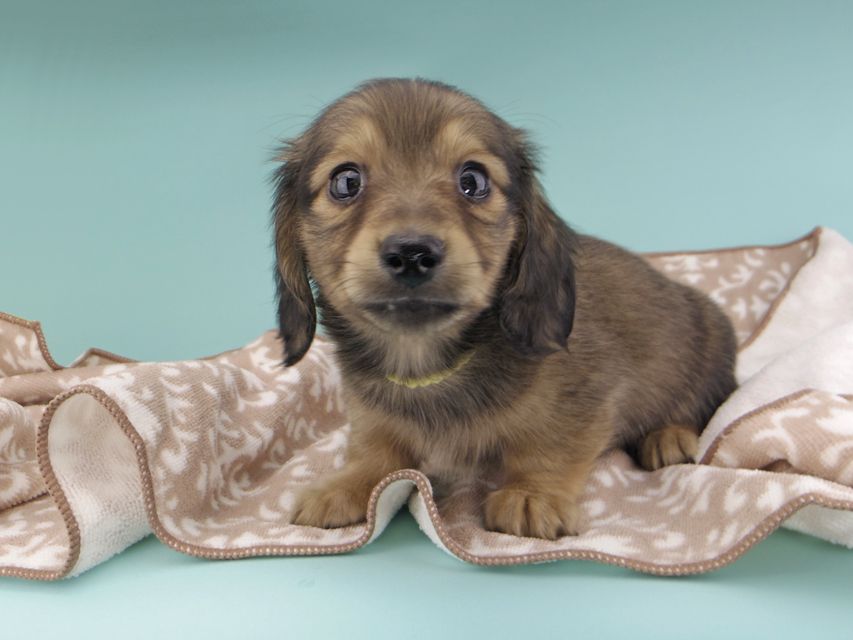 カニンヘンダックスフンド わかば & 竹千代の子犬 イエロー（クリーム） 男の子（1）