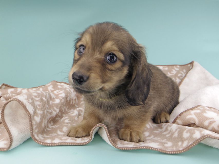 カニンヘンダックスフンド わかば & 竹千代の子犬 イエロー（クリーム） 男の子（1）