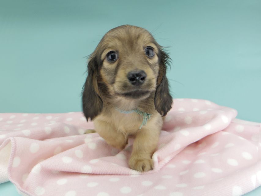 カニンヘンダックスフンド わかば & 竹千代の子犬 レディッシュイエロー 男の子(2)_IGP0798 カニンヘンダックスフンド わかば & 竹千代の子犬 レディッシュイエロー 男の子(2)