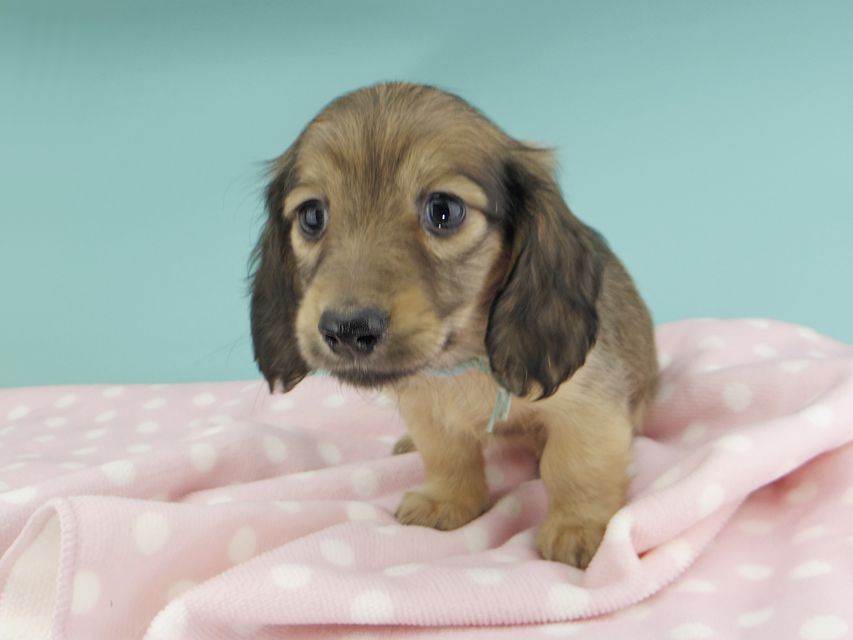 カニンヘンダックスフンド わかば & 竹千代の子犬 レディッシュイエロー 男の子(2)_IGP0799 カニンヘンダックスフンド わかば & 竹千代の子犬 レディッシュイエロー 男の子(2)