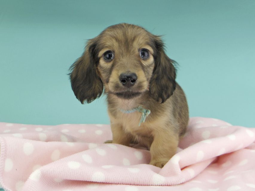 カニンヘンダックスフンド わかば & 竹千代の子犬 レディッシュイエロー 男の子(2)_IGP0804 カニンヘンダックスフンド わかば & 竹千代の子犬 レディッシュイエロー 男の子(2)