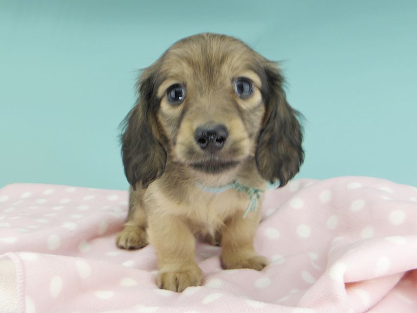 カニンヘンダックスフンド わかば & 竹千代の子犬 レディッシュイエロー 男の子(2)_IGP0806 カニンヘンダックスフンド わかば & 竹千代の子犬 レディッシュイエロー 男の子(2)