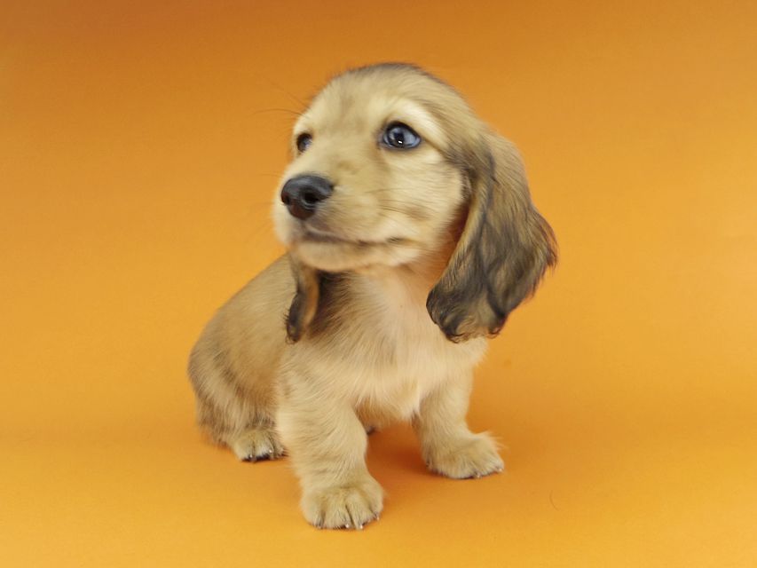 カニンヘンダックスフンド わかば & 竹千代の子犬 レッド 男の子_IGP0842 カニンヘンダックスフンド わかば & 竹千代の子犬 レッド 男の子