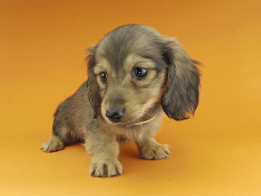 カニンヘンダックスフンド わかば & 竹千代の子犬 イエロー（クリーム） 男の子（1）