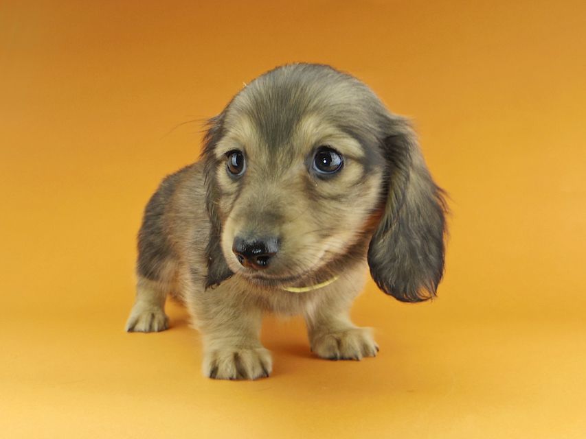 カニンヘンダックスフンド わかば & 竹千代の子犬 イエロー（クリーム） 男の子（1）