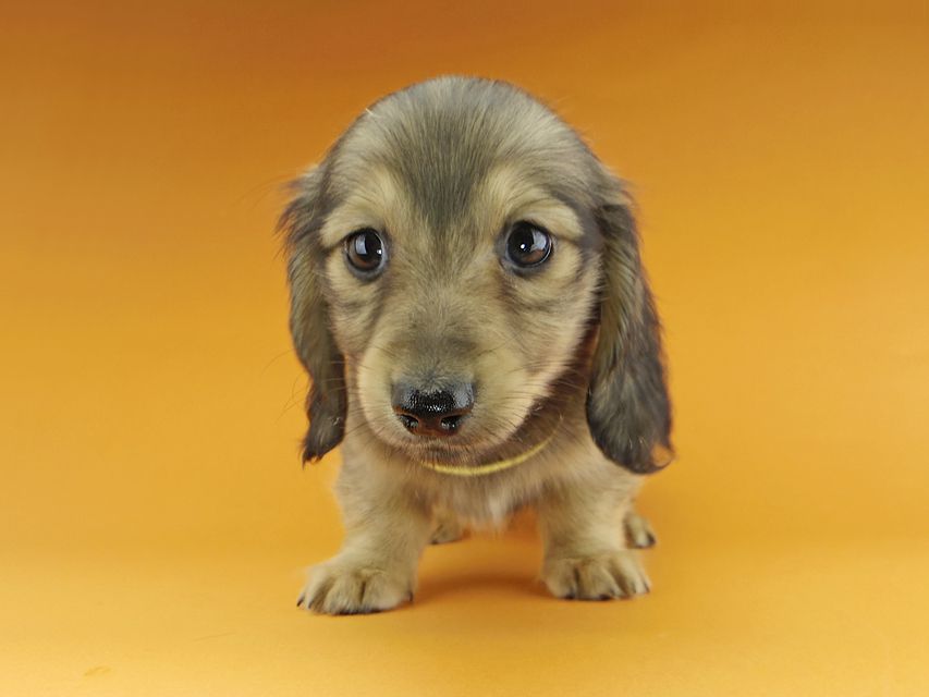 カニンヘンダックスフンド わかば & 竹千代の子犬 イエロー（クリーム） 男の子（1）