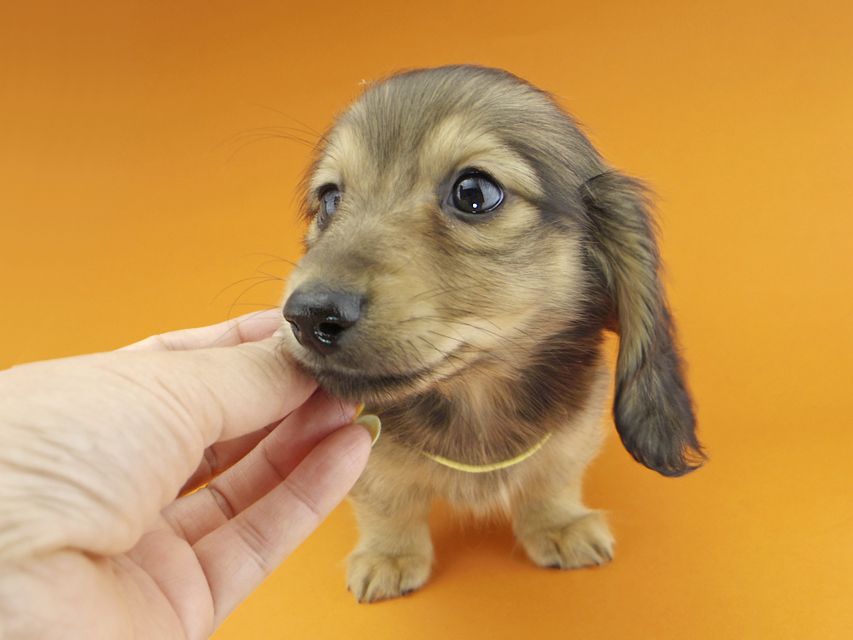 カニンヘンダックスフンド わかば & 竹千代の子犬 イエロー（クリーム） 男の子（1）