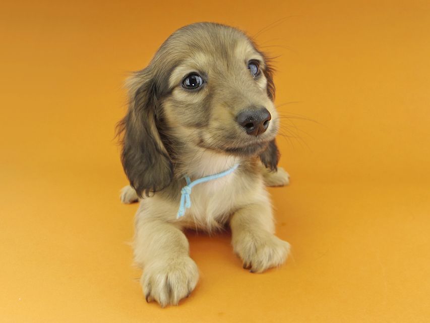 カニンヘンダックスフンド わかば & 竹千代の子犬 レディッシュイエロー 男の子(2)_IGP0901 カニンヘンダックスフンド わかば & 竹千代の子犬 レディッシュイエロー 男の子(2)