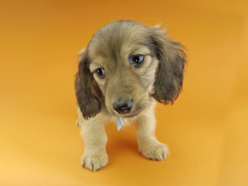 カニンヘンダックスフンド わかば & 竹千代の子犬 レディッシュイエロー 男の子(2)_IGP0934 カニンヘンダックスフンド わかば & 竹千代の子犬 レディッシュイエロー 男の子(2)