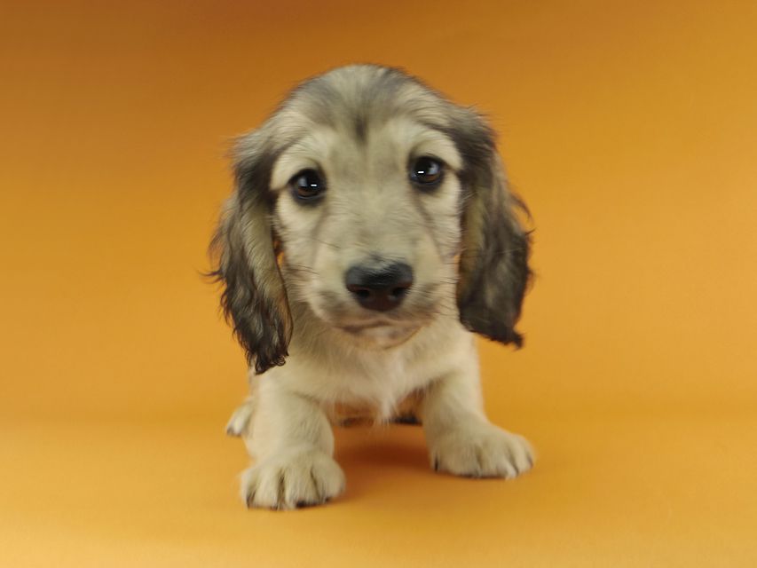 カニンヘンダックスフンド わかば & 竹千代の子犬 イエロー（クリーム） 男の子（3）