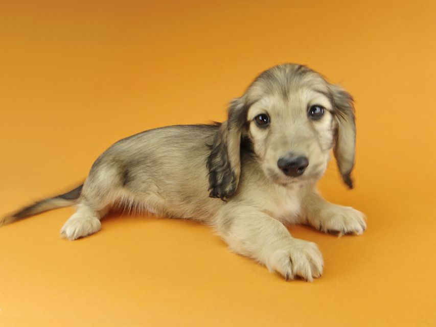 カニンヘンダックスフンド わかば & 竹千代の子犬 イエロー（クリーム） 男の子（3）