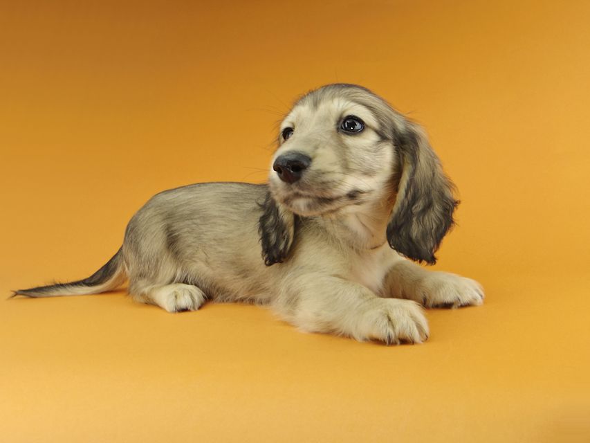 カニンヘンダックスフンド わかば & 竹千代の子犬 イエロー（クリーム） 男の子（3）