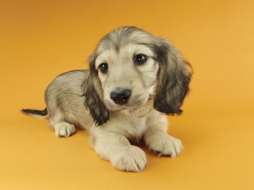 カニンヘンダックスフンド わかば & 竹千代の子犬 イエロー（クリーム） 男の子（3）