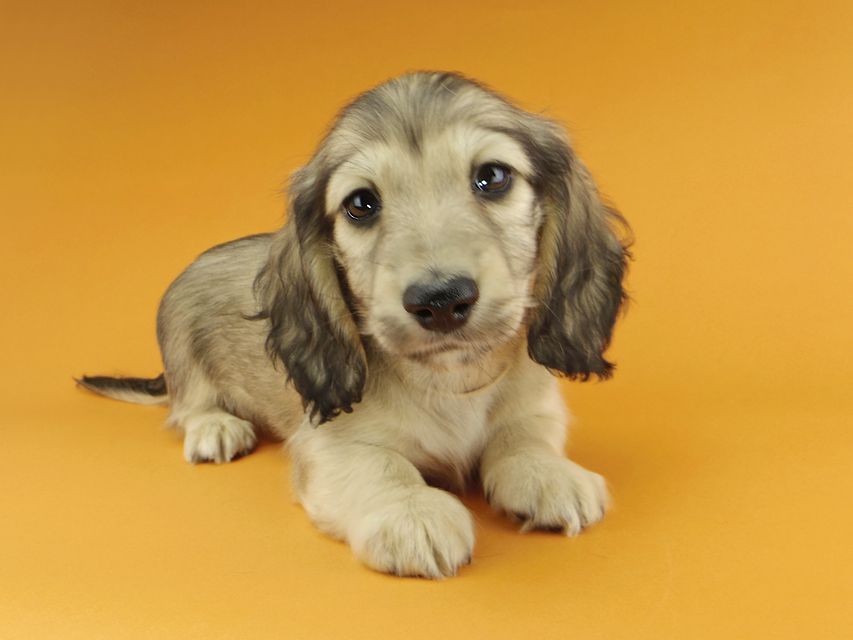 カニンヘンダックスフンド わかば & 竹千代の子犬 イエロー（クリーム） 男の子（3）