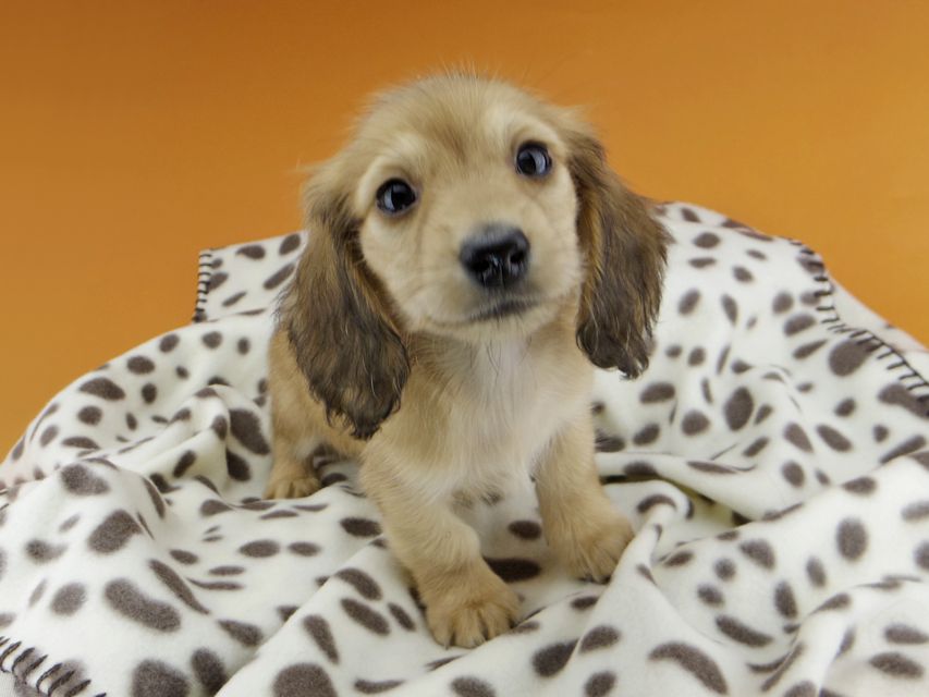 カニンヘンダックスフンド リン & 竹千代の子犬 レッド 男の子