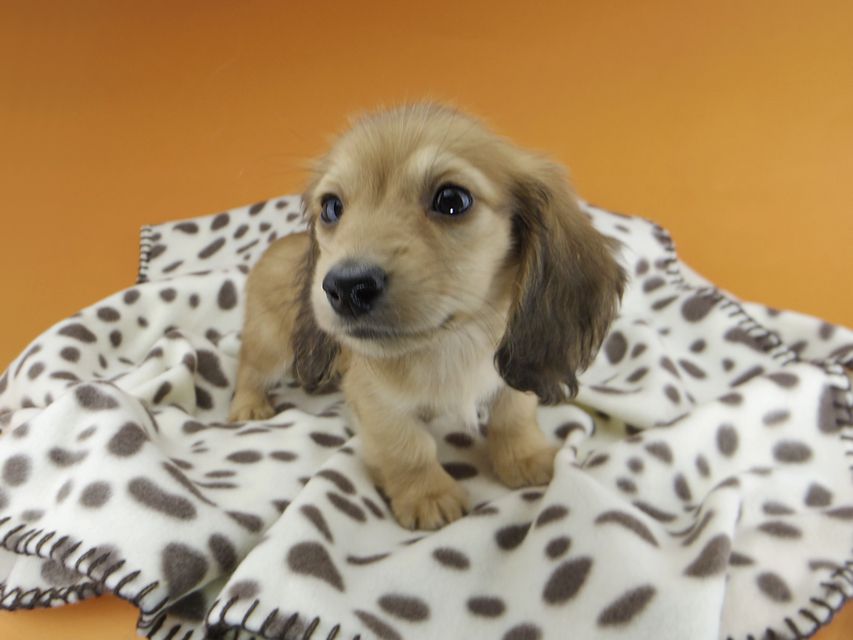 カニンヘンダックスフンド リン & 竹千代の子犬 レッド 男の子