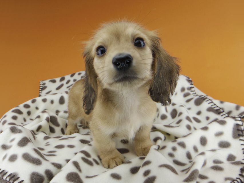 カニンヘンダックスフンド リン & 竹千代の子犬 レッド 男の子