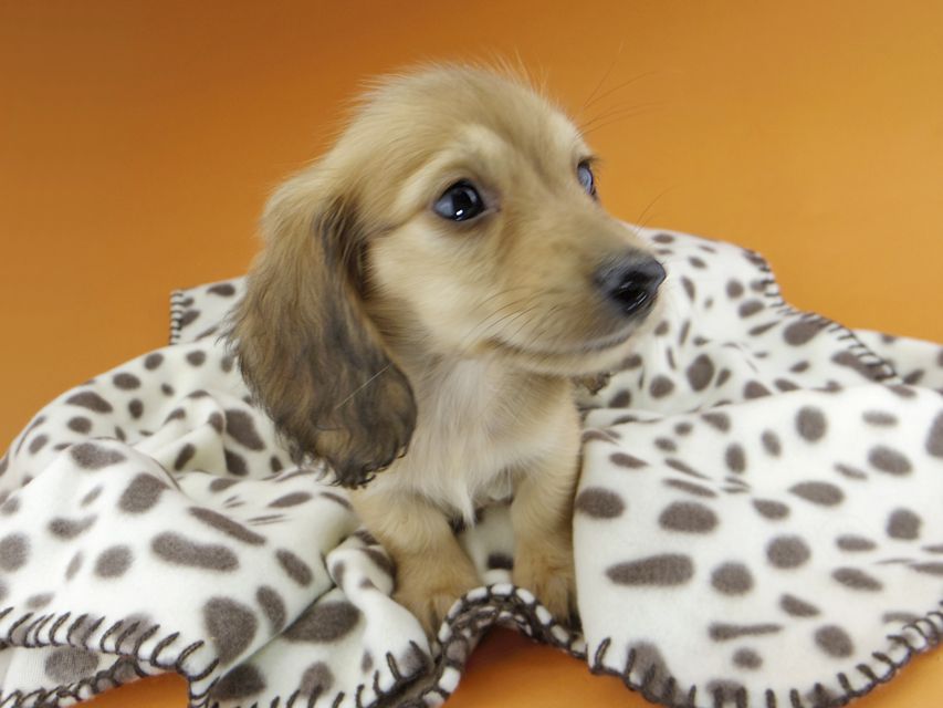 カニンヘンダックスフンド リン & 竹千代の子犬 レッド 男の子