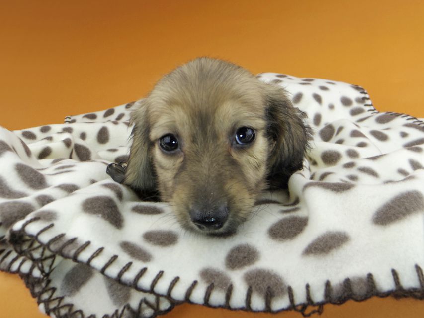 カニンヘンダックスフンド リン & 竹千代の子犬 イエロー（クリーム） 男の子