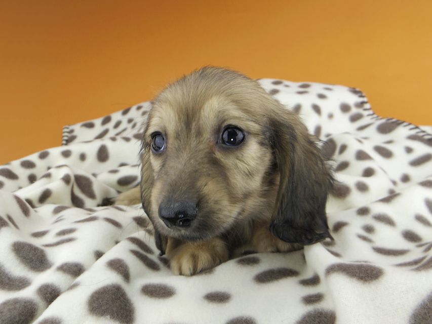 カニンヘンダックスフンド リン & 竹千代の子犬 イエロー（クリーム） 男の子