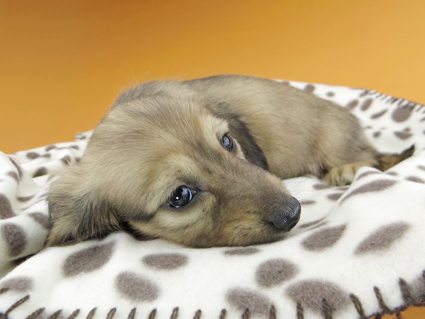 カニンヘンダックスフンド リン & 竹千代の子犬 イエロー（クリーム） 男の子