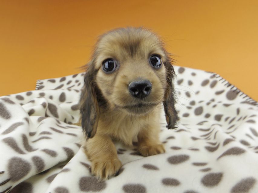 カニンヘンダックスフンド リン & 竹千代の子犬 レッド 女の子