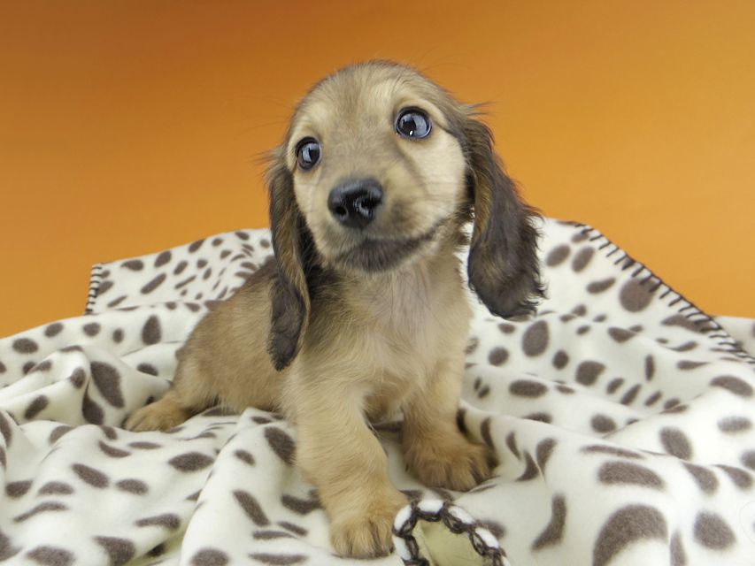 カニンヘンダックスフンド リン & 竹千代の子犬 イエロー（クリーム） 女の子