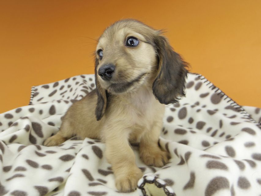 カニンヘンダックスフンド リン & 竹千代の子犬 イエロー（クリーム） 女の子